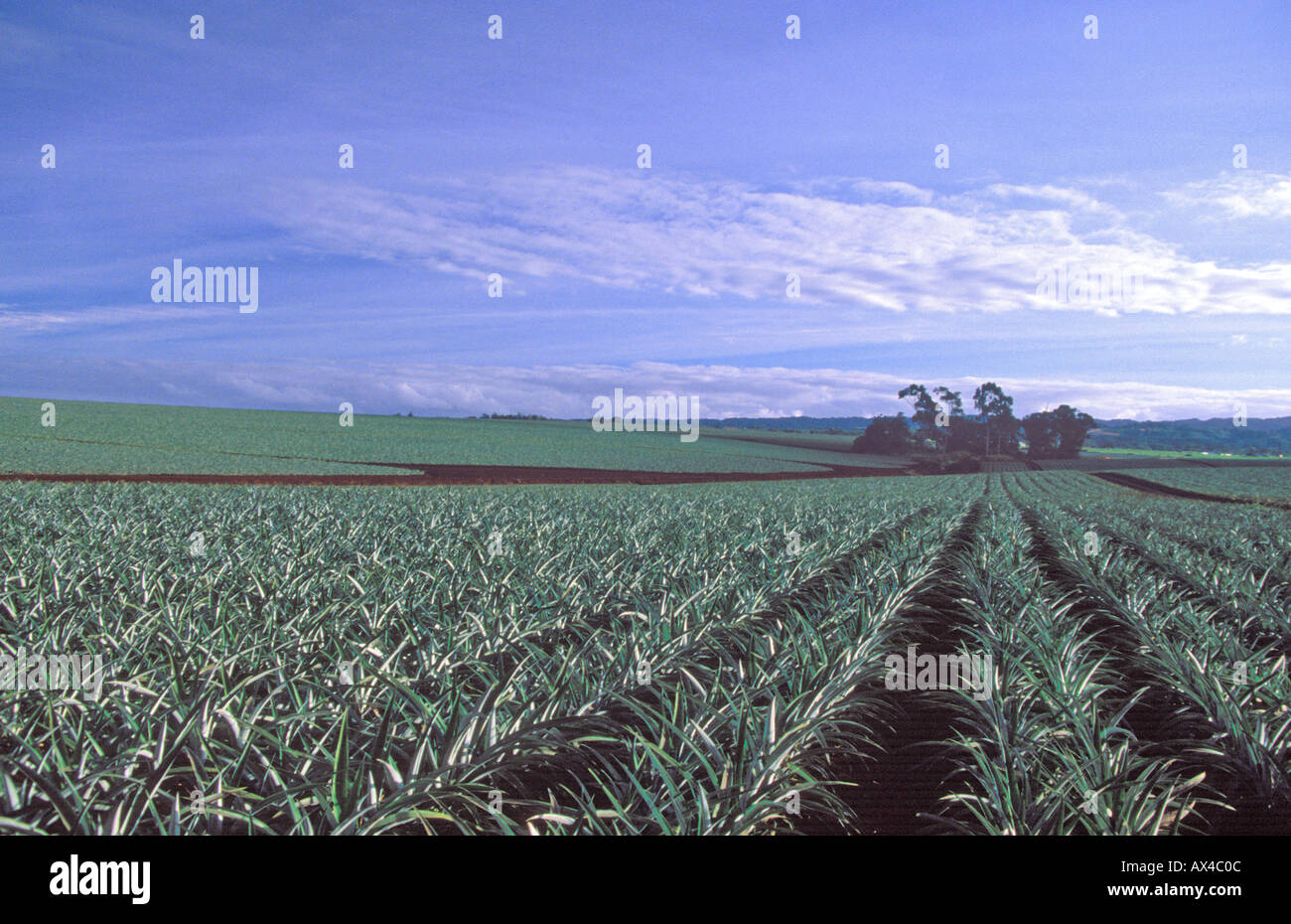 pineapple field oahu Stock Photo Alamy