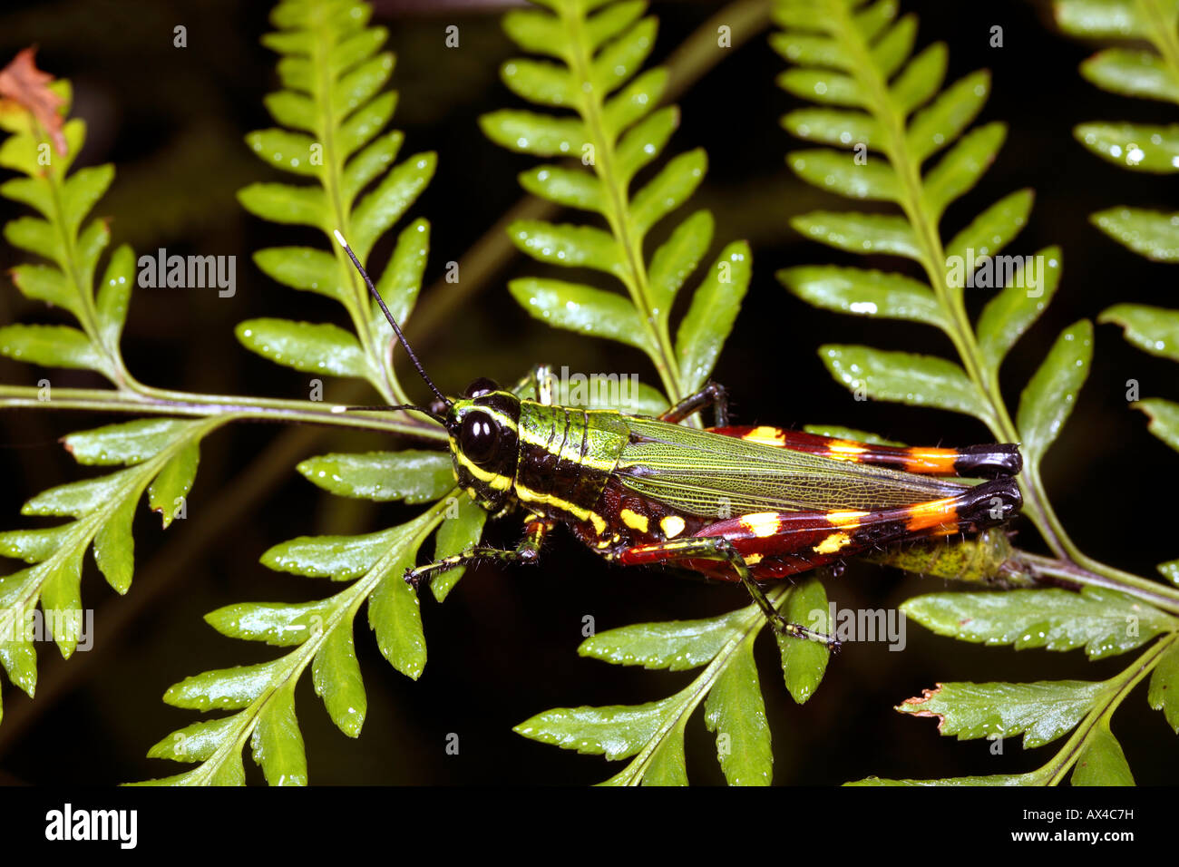 Amazonian grasshopper Stock Photo
