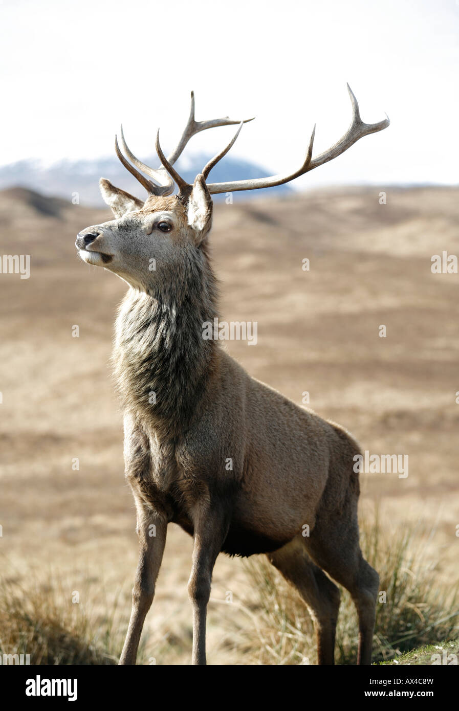 Red Stag Live Chat Red Stag Live Chat