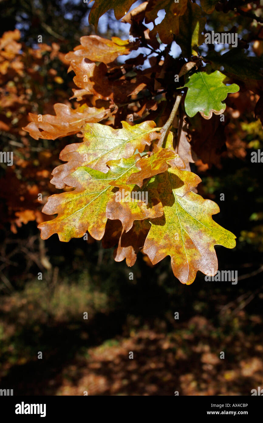 English oak quercus robur in hi-res stock photography and images - Alamy