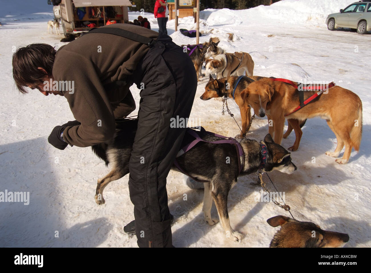 CANADA Alberta Banff National Park Lake Louise Dog sledding rides to