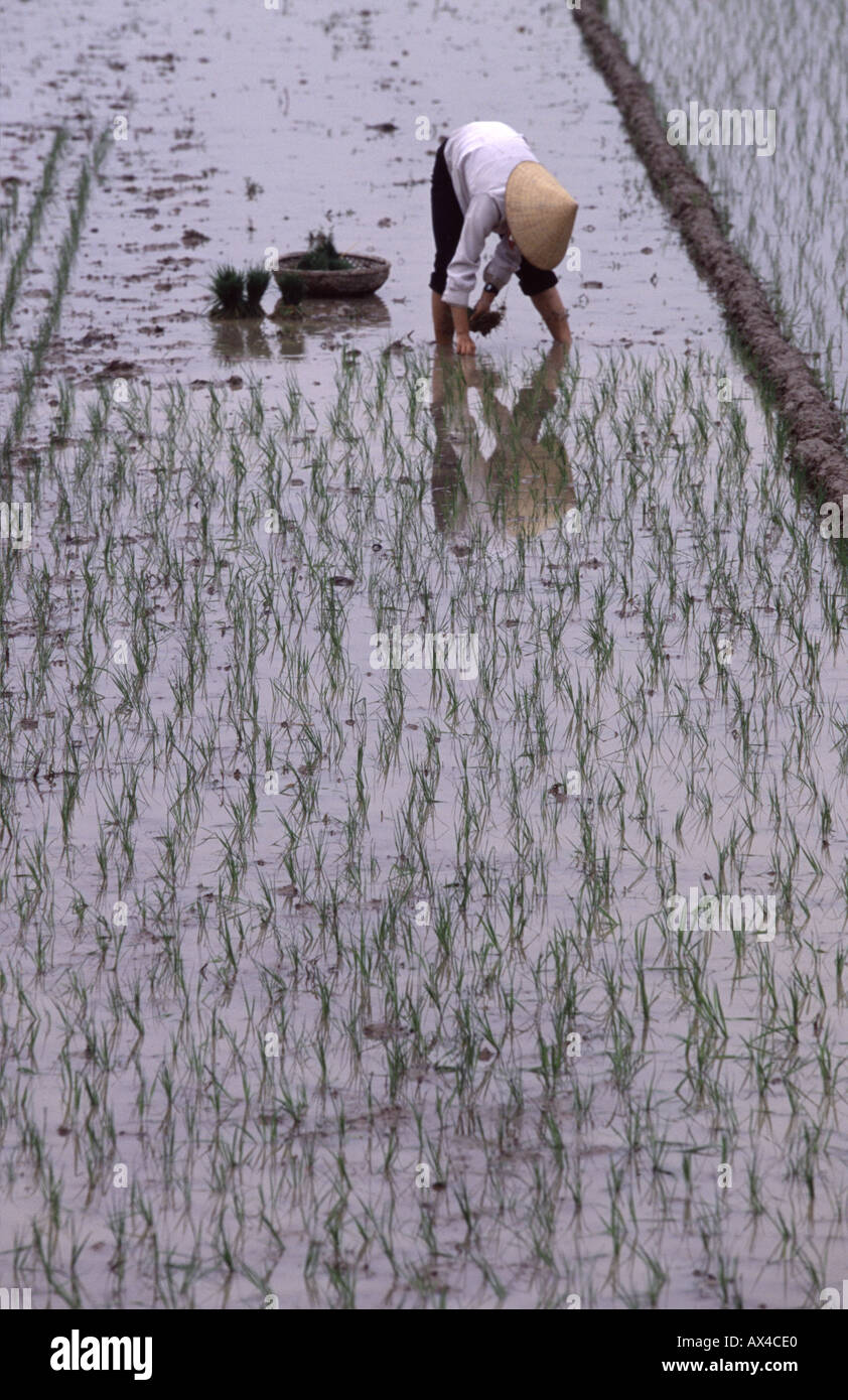 Planting rice in Vietnam Stock Photo - Alamy