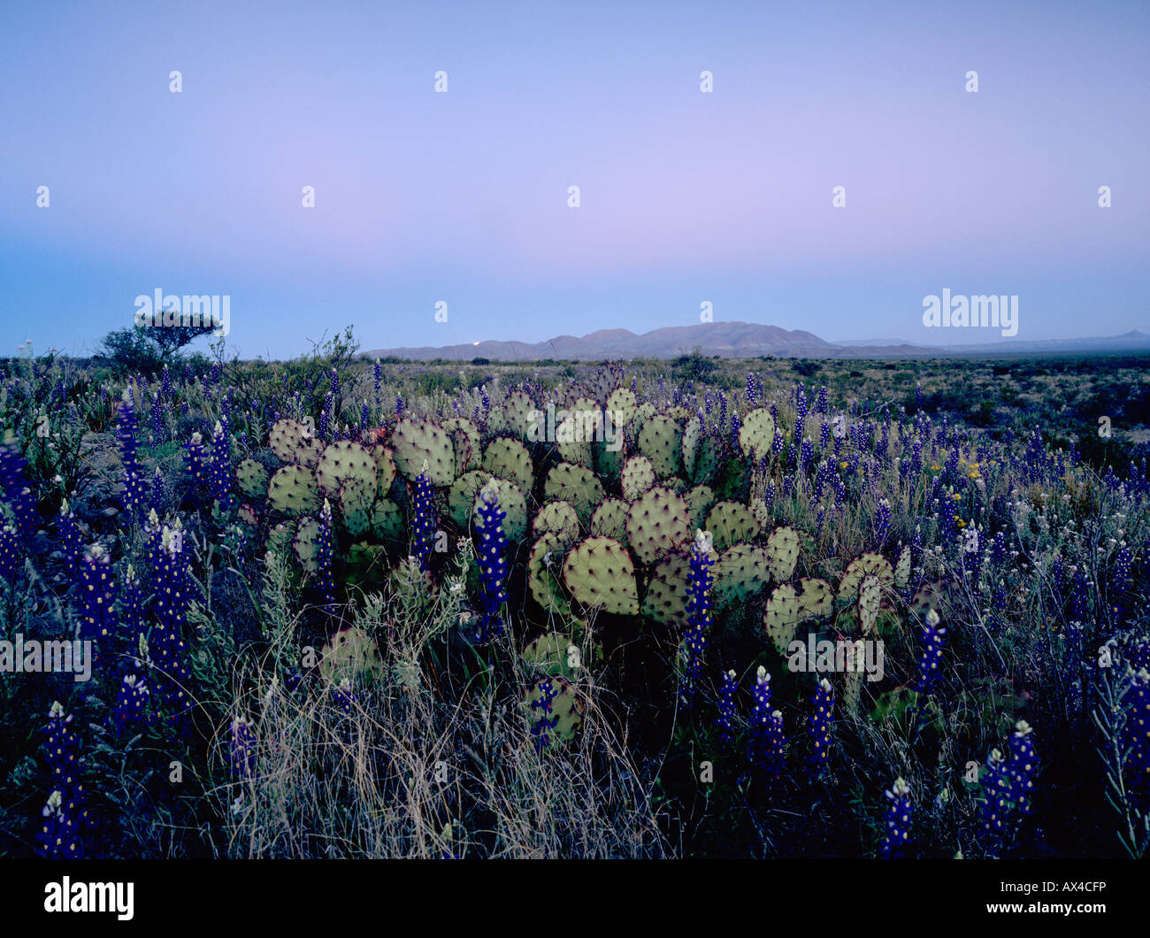 Big bend park, texas wildflowers hires stock photography and images