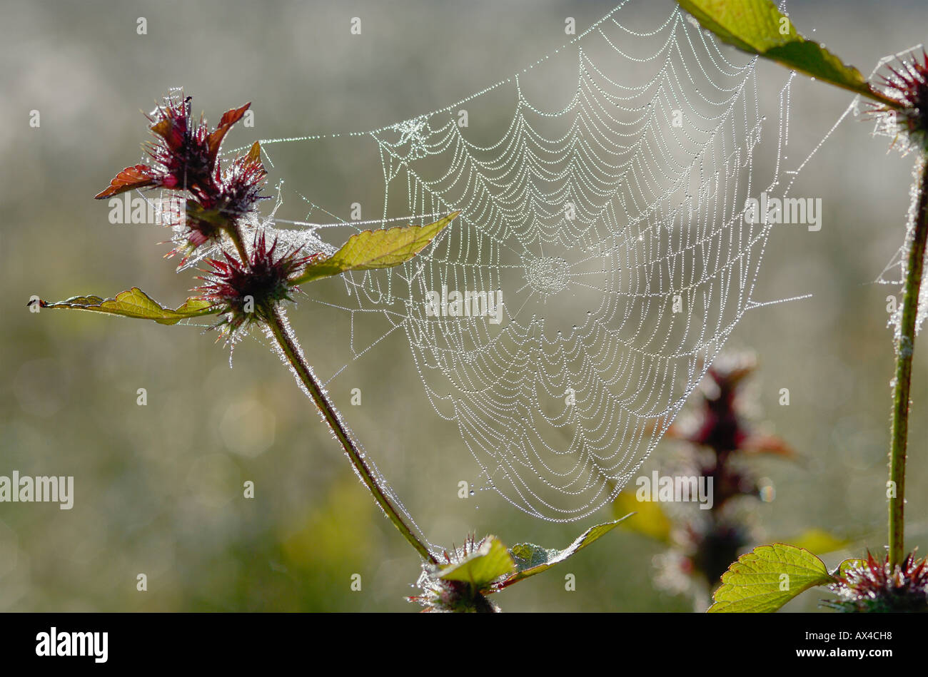 Close-Up of Spider Web Stock Photo