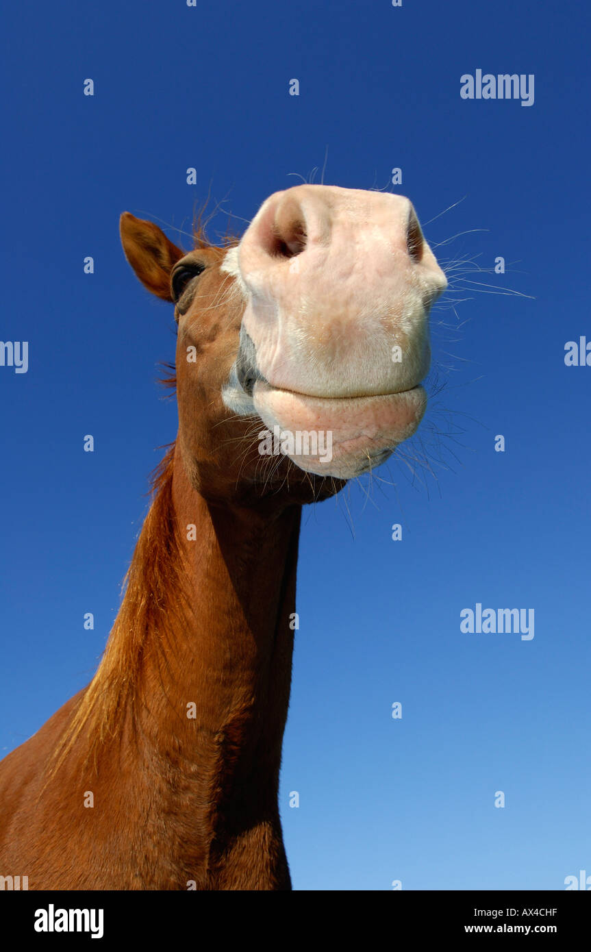 Arabian Horse, Bavaria, Germany Stock Photo