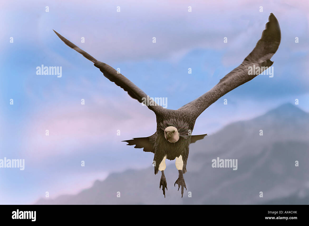 Vautour Fauve Griffon Vulture Gyps Fulvus On Flight sfresser Altweltgeier Portrait Animals Asia Asien Aves Birds Europa Europe Stock Photo Alamy