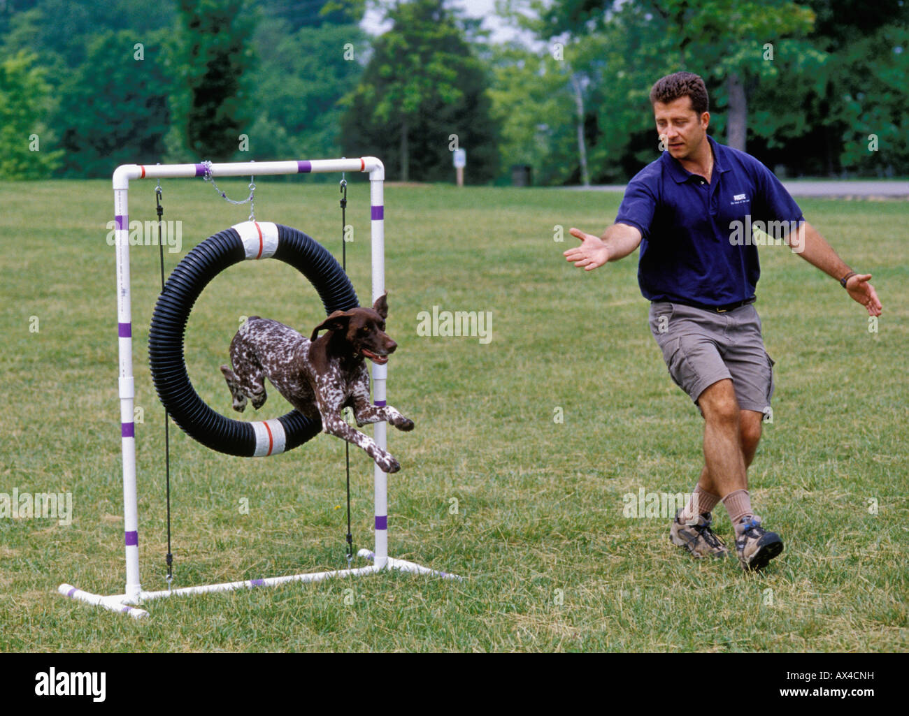 Dog Handler Giving Direction to German Shorthair Pointer Jumping through Tire Jump on Agility