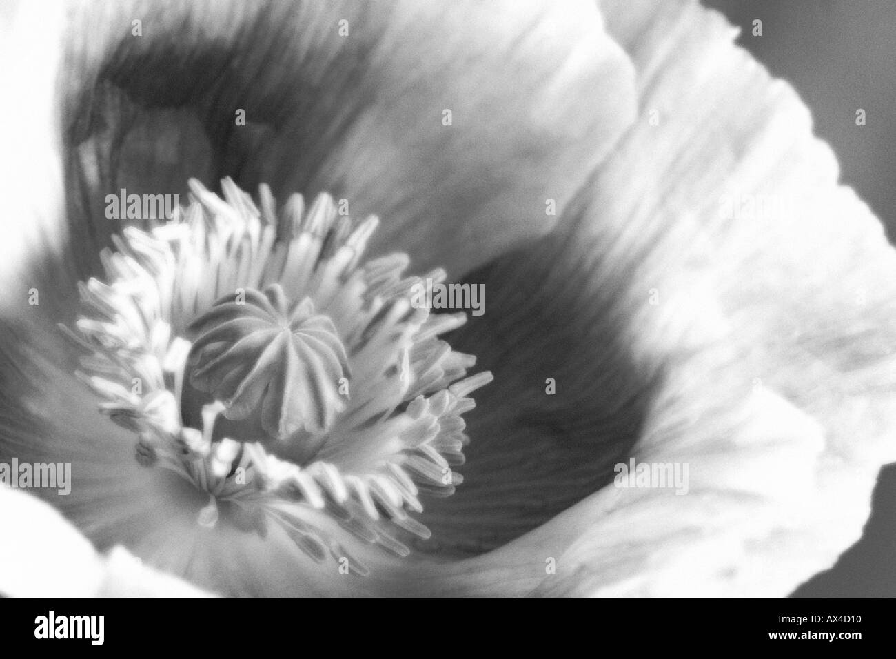 Opium poppy papaver somniferum Black and White Stock Photos & Images ...