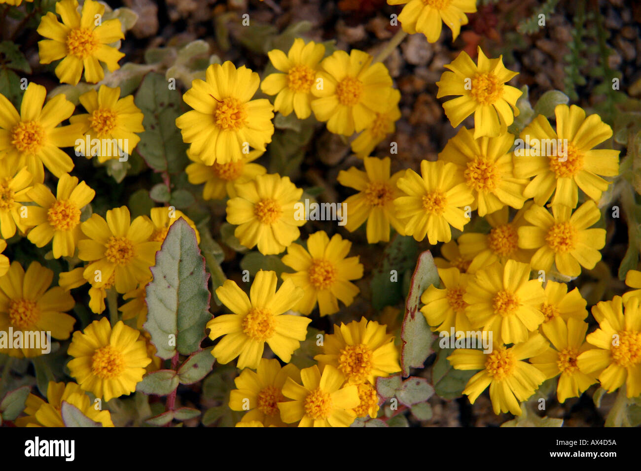 Woolly daisies Eriophyllum wallacei bloom in the eastern Sierra near Lone Pine California Stock Photo