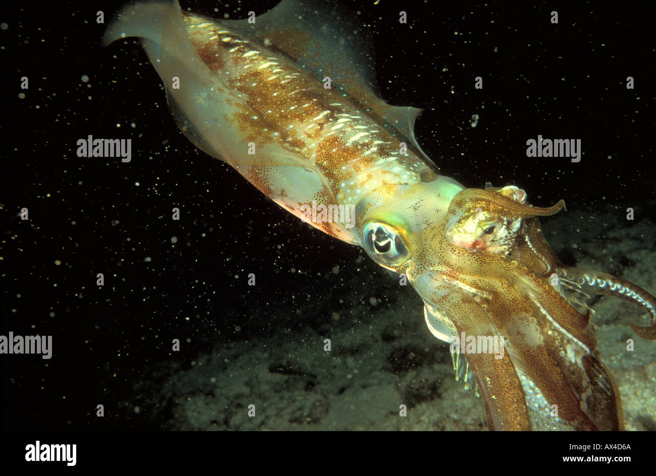 INVERTEBRATE SQUID Stock Photo