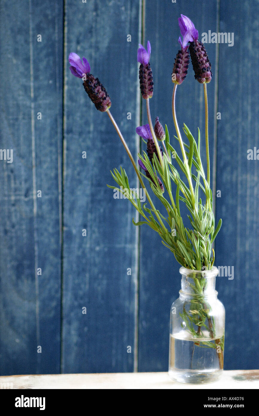 Lavender in glass bottle Stock Photo