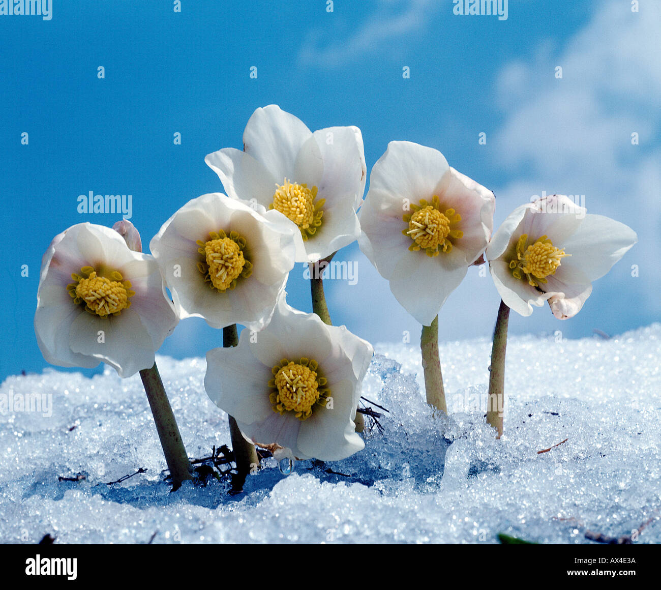 PLANT ROSE Christmas Stock Photo - Alamy