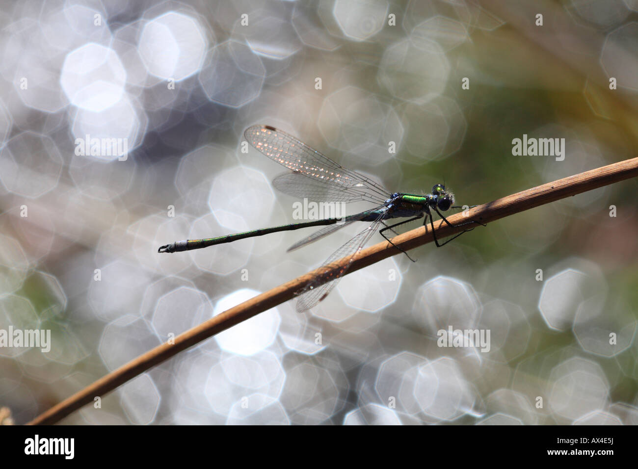 Male Emerald Damselfly (Lestes sponsa) resting beside a pond. Powys ...