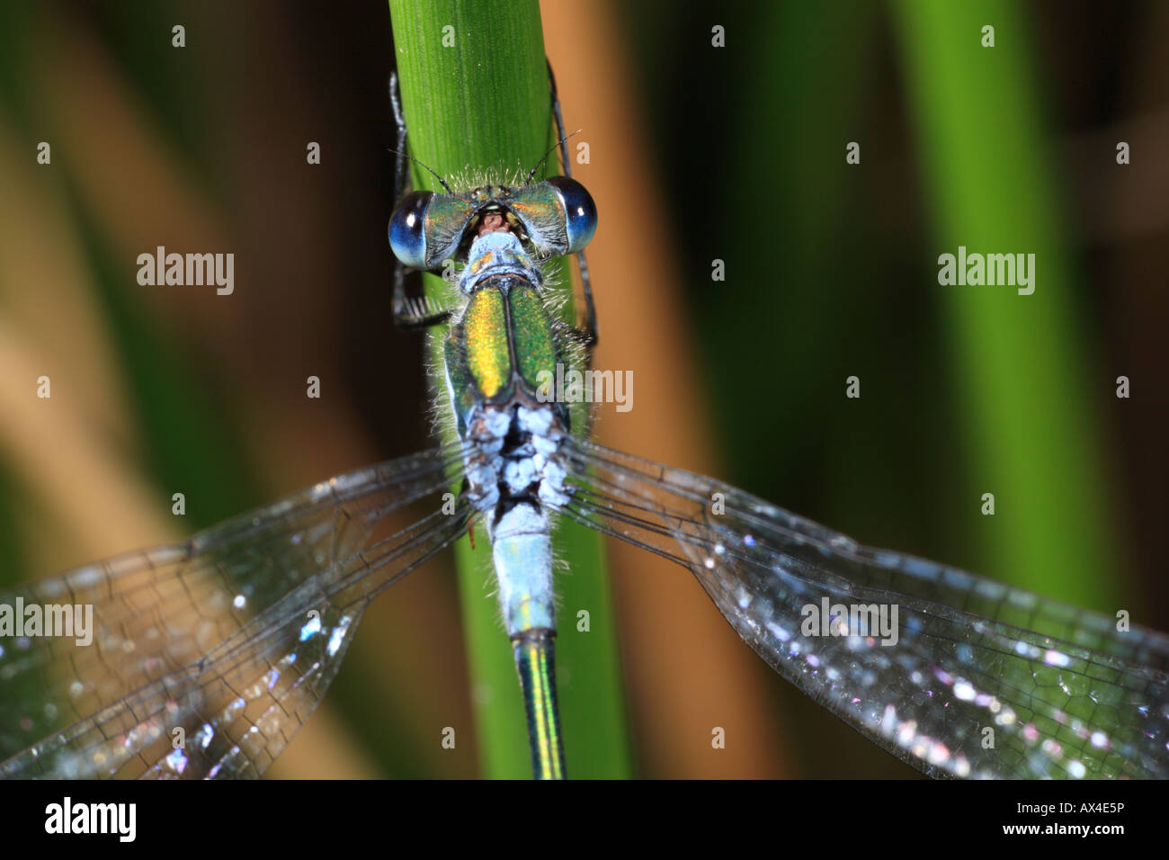 Head of a male Emerald Damselfly (Lestes sponsa). Powys, Wales, UK ...