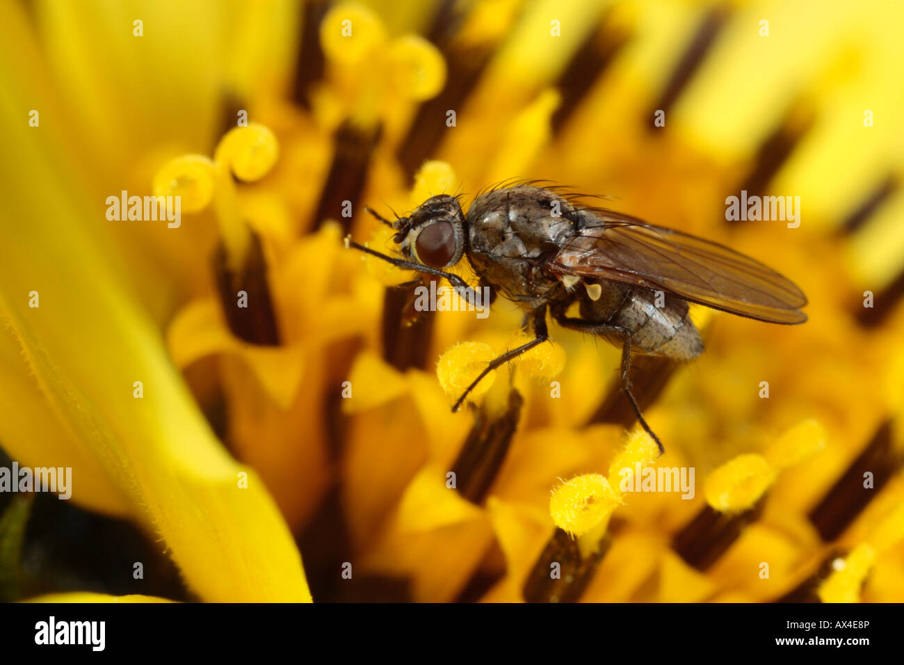 Small Fly (family Muscidae) cleaning it's eyes after feeding in a flower. Powys, Wales. Stock Photo