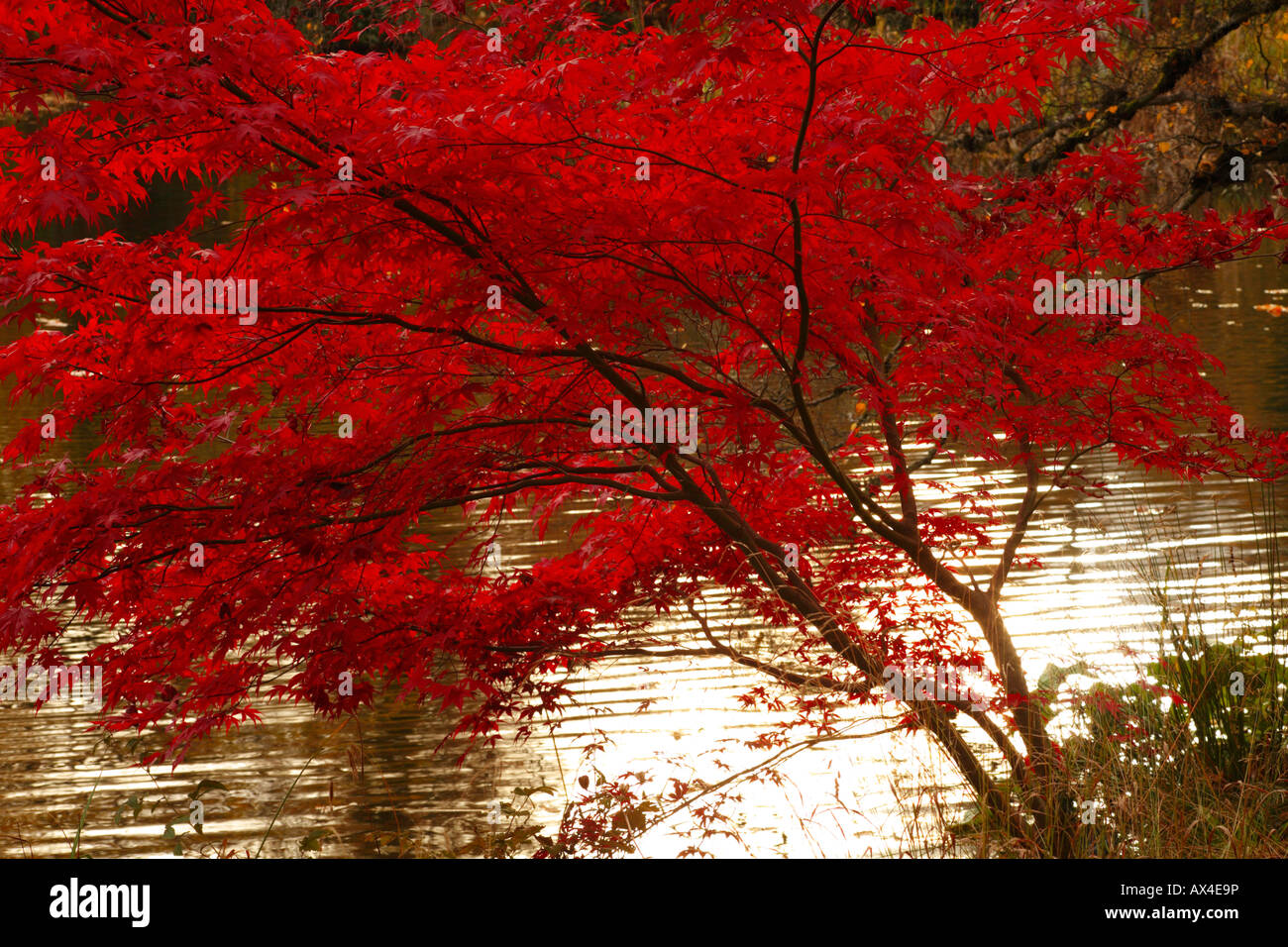 Acer palmatum Bloodgood (Japanese Maple). Beside a lake in Autumn. Glansevern Gardens, Powys, Wales. Stock Photo