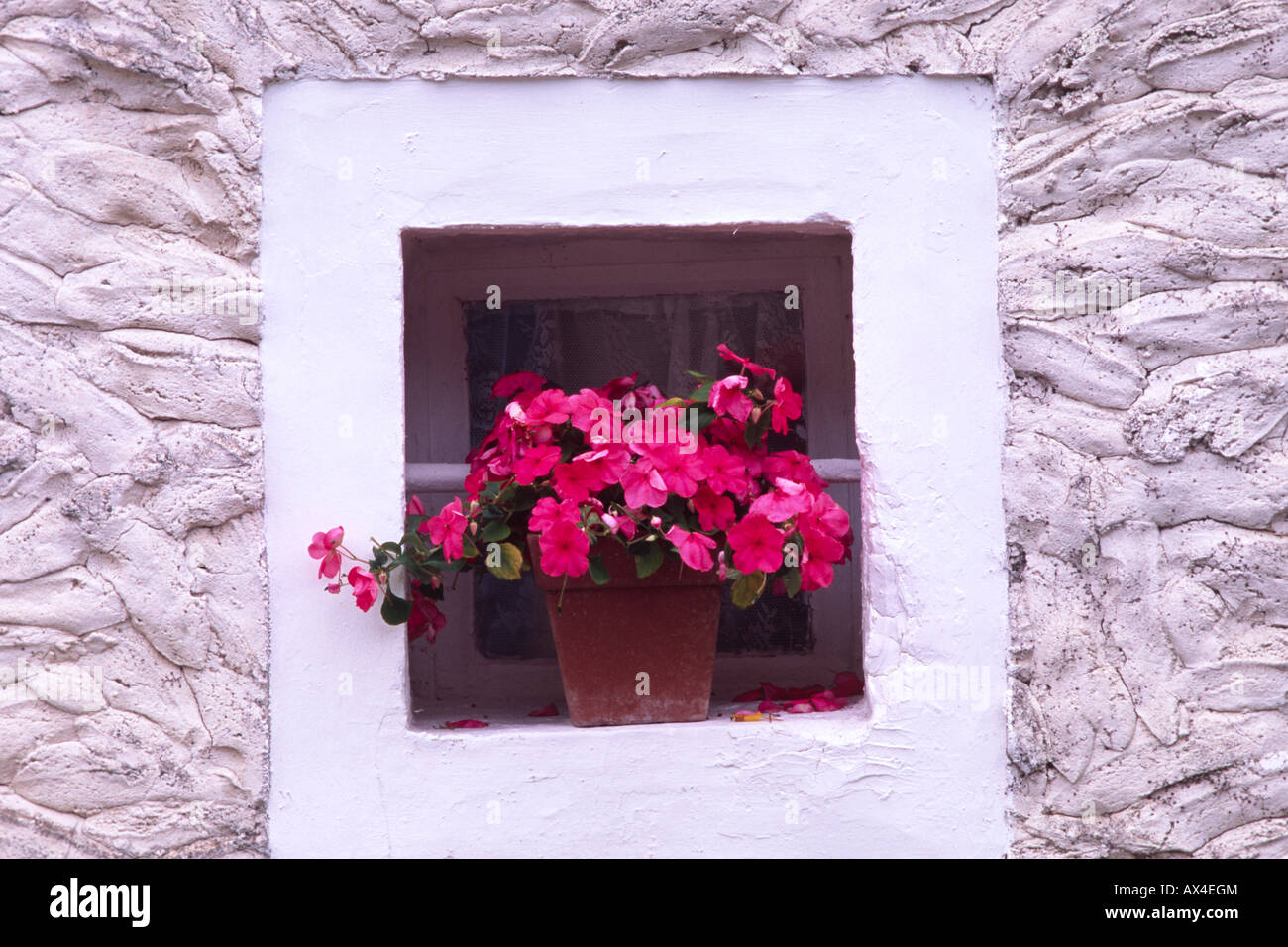 Pelargoniums in a flowerpot on a windowsill. Carlucet on the Causse de Gramat. Lot region, France. Stock Photo