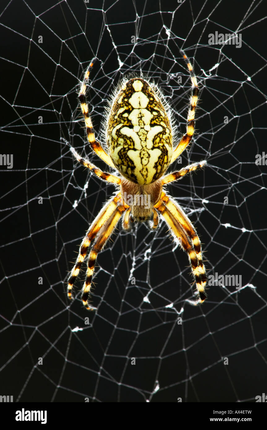 female oak spider (Aculepeira ceropegia) on it's web Stock Photo