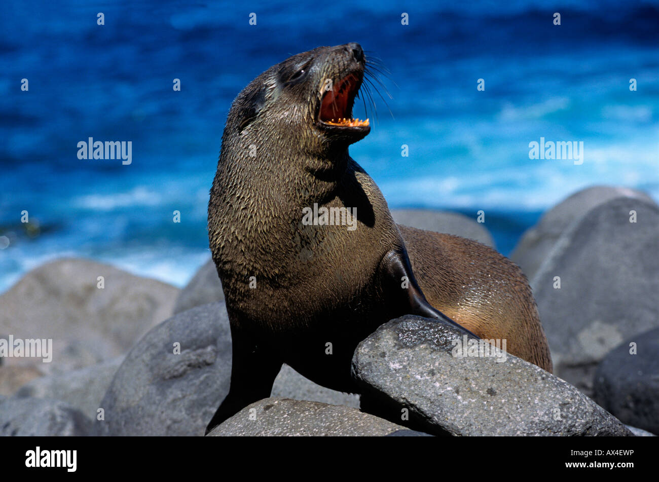 Otarie De Kerguelen Antarctic Fur Seal Arctocephalus Gazella Aggressive Female Aggression Aggressivitaet Animals Antarctica Anta Stock Photo Alamy