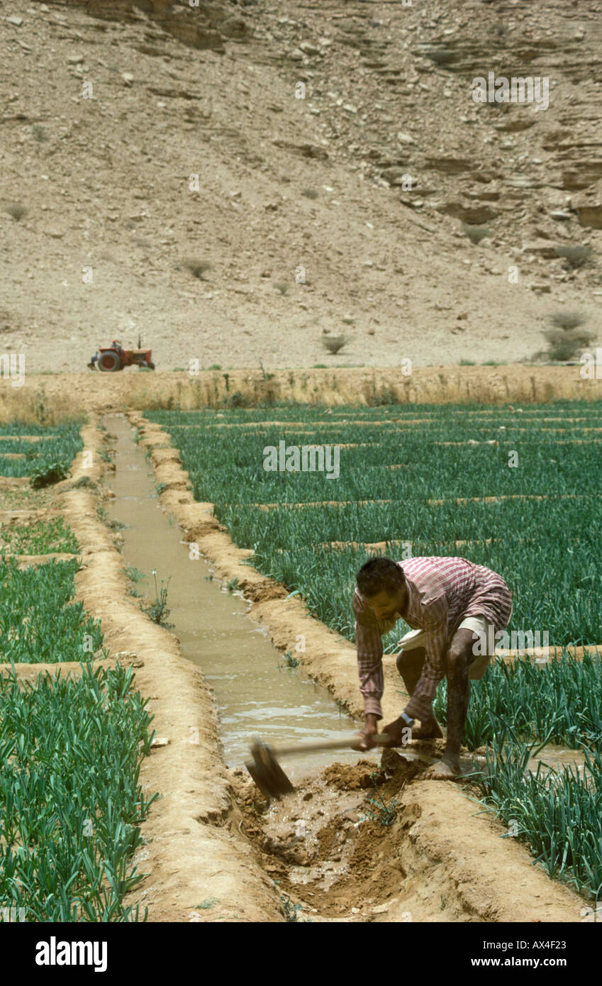 Managing irrigation on a desert farm in Saudi Arabia Stock Photo