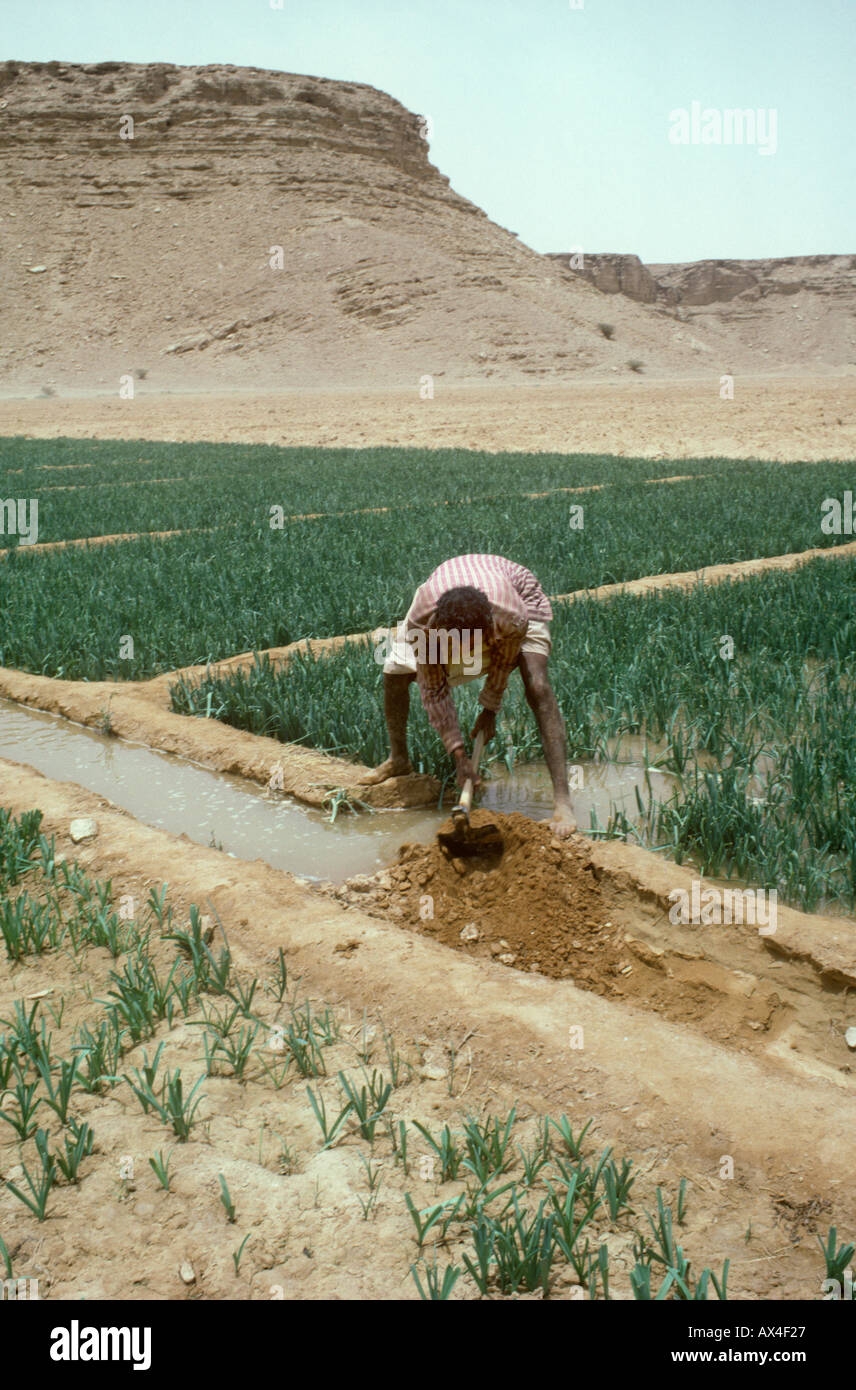 Saudi Farm High Resolution Stock Photography and Images Alamy