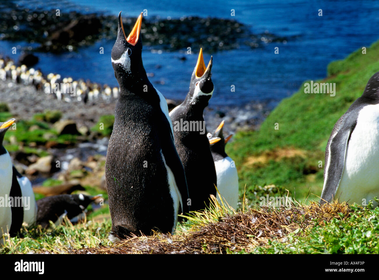 Eselspinguin Gentoo Penguin Pygoscelis papua displaying pair animals Antarctica Antarktis aquatic Aves Balz Balzverhalten behavi Stock Photo