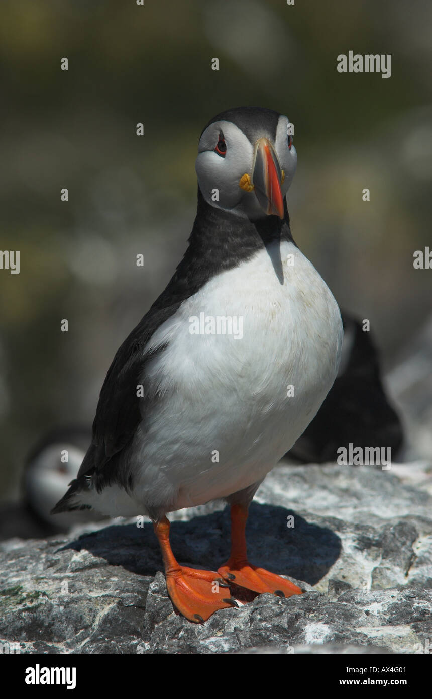 British puffin hi-res stock photography and images - Alamy