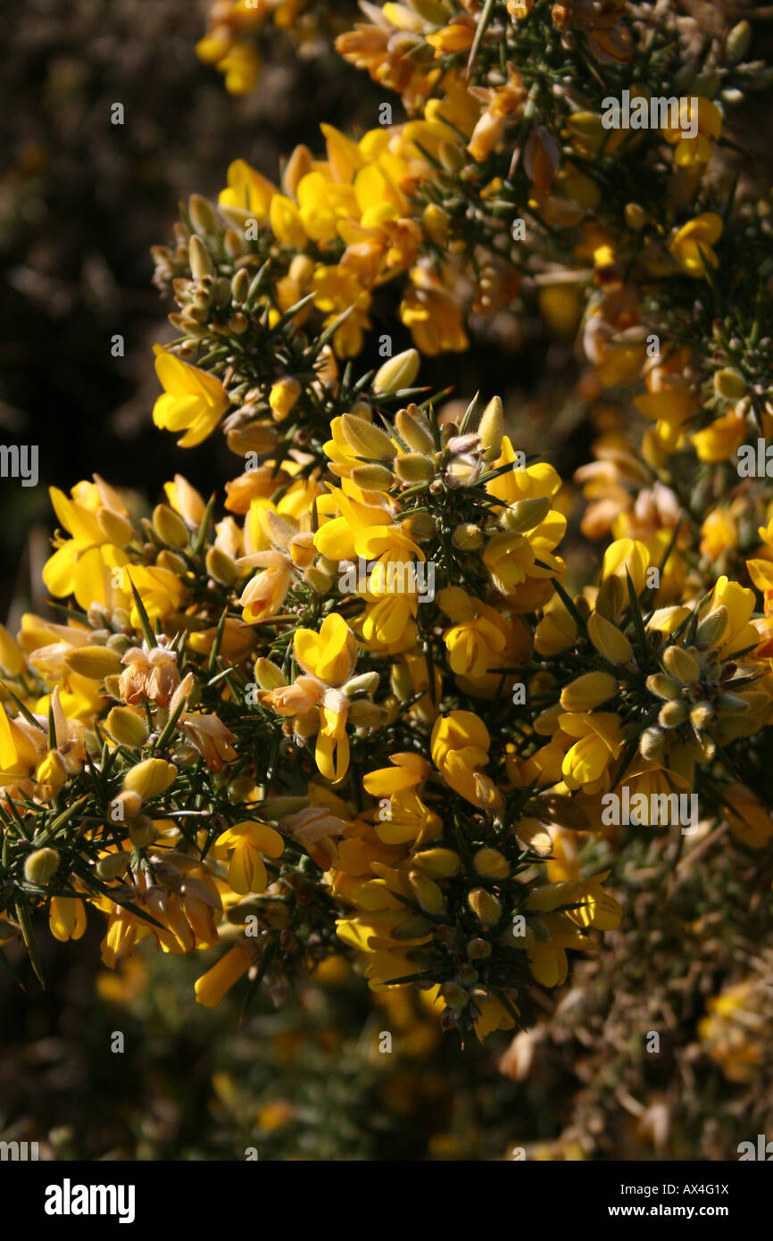 CLOSE-UP OF THE FLOWER OF ULEX. EUROPAEUS. GORSE. Stock Photo