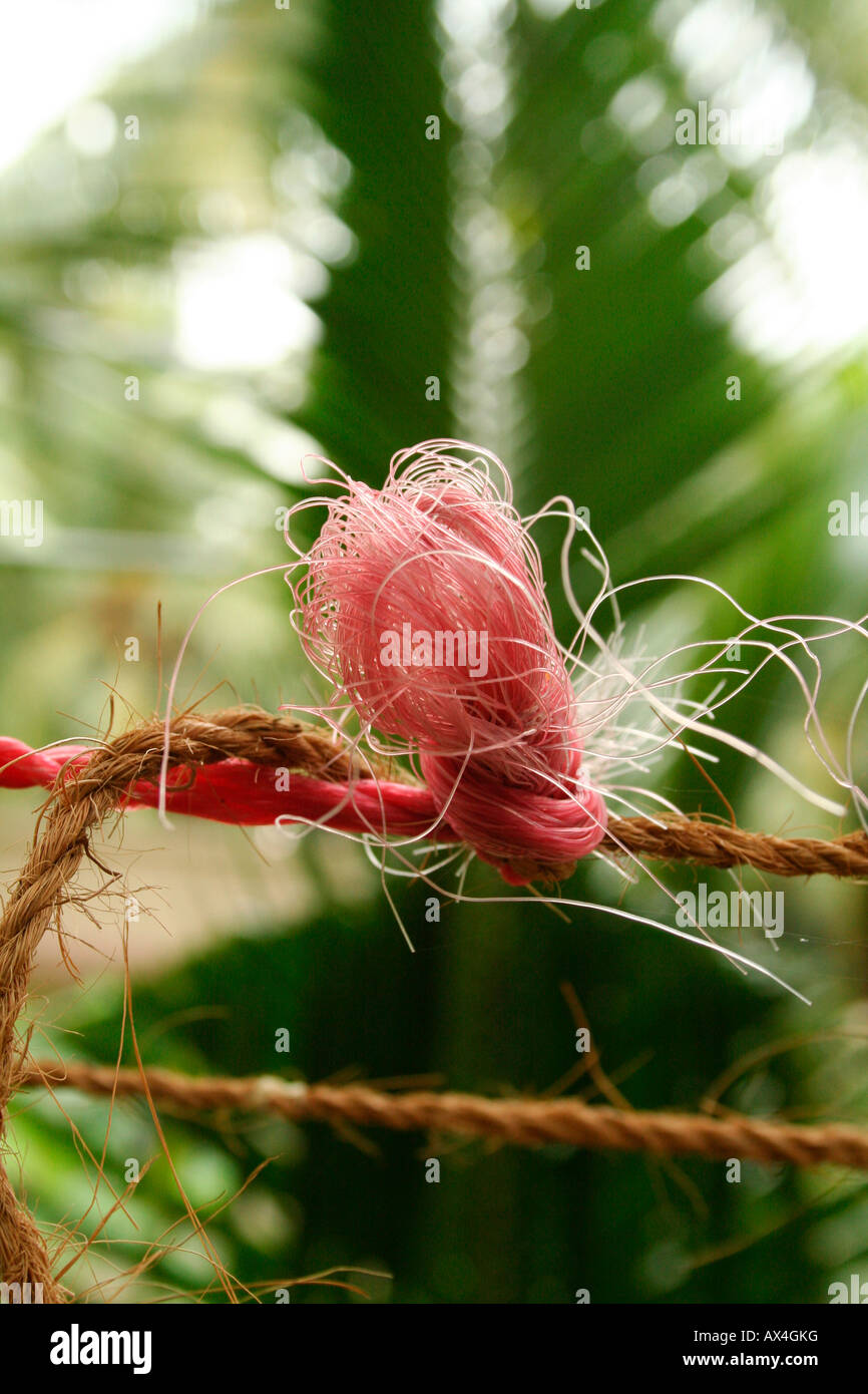 Close-up detail view of a knot on a nylon and coir washing line outdoors Stock Photo