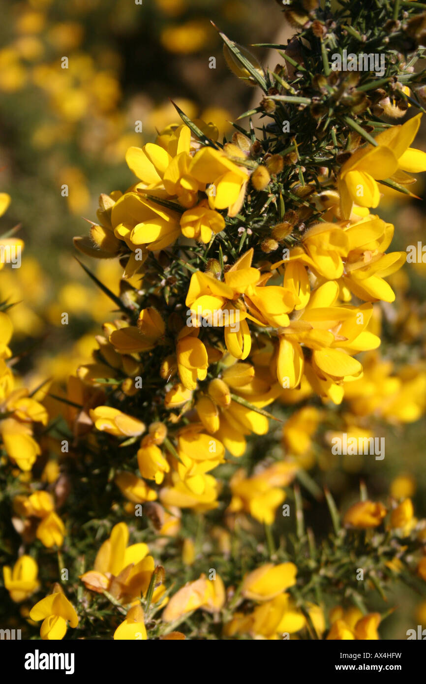 CLOSE-UP OF THE FLOWER OF ULEX. EUROPAEUS. GORSE. Stock Photo