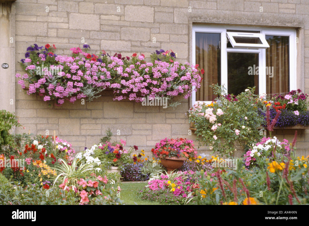 Pink geraniums in hanging baskets on wall of seventies suburban house