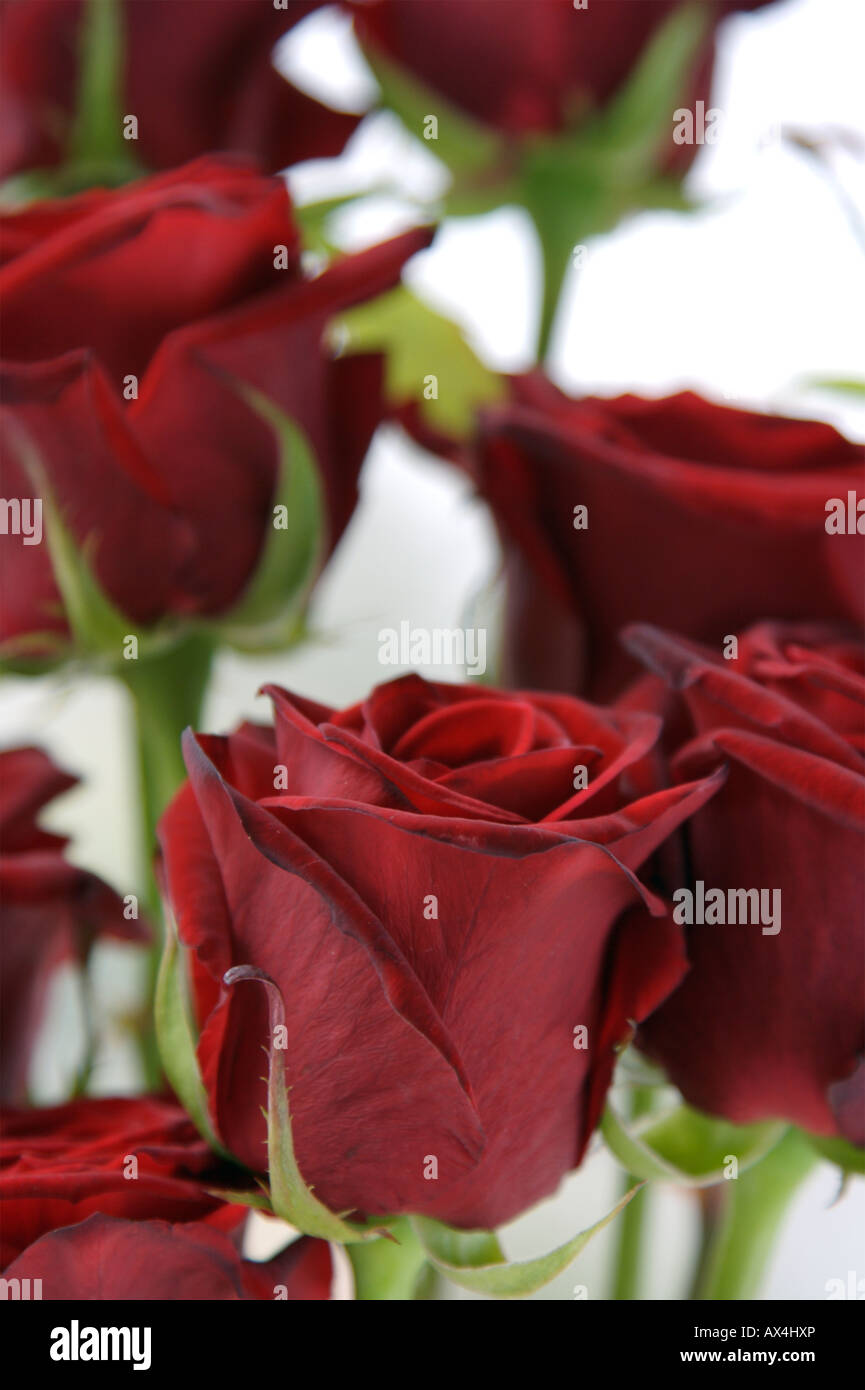 Valentine Red Roses Stock Photo