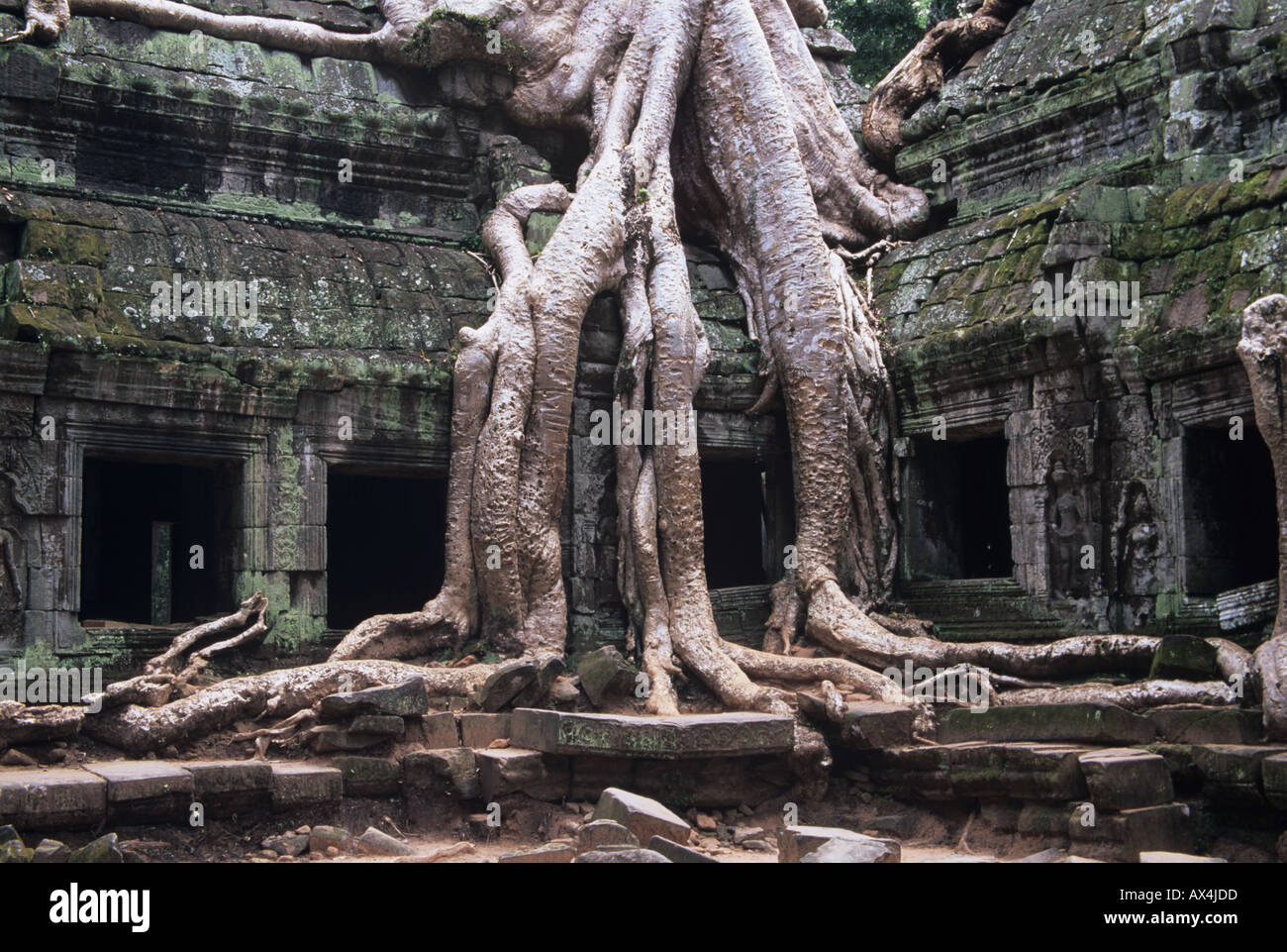 Ta Prohm is a temple at Angkor in the Siem Reap region of Cambodia famous for the trees growing out of the ruins Stock Photo