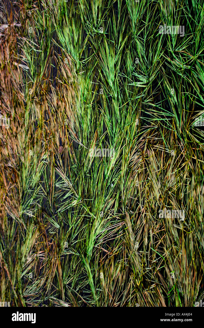Flattened grass hi-res stock photography and images - Alamy