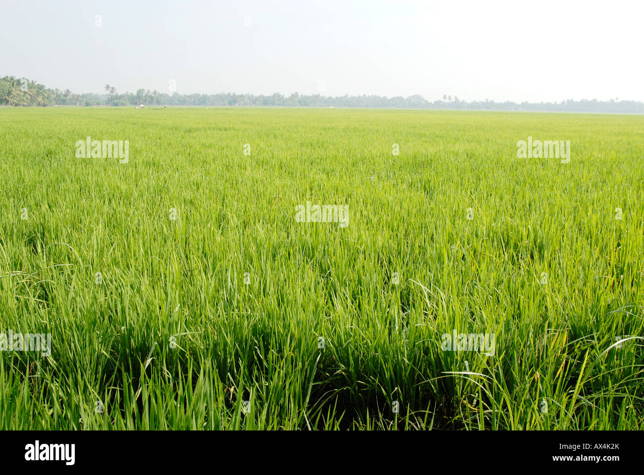 Kuttanad hi-res stock photography and images - Alamy