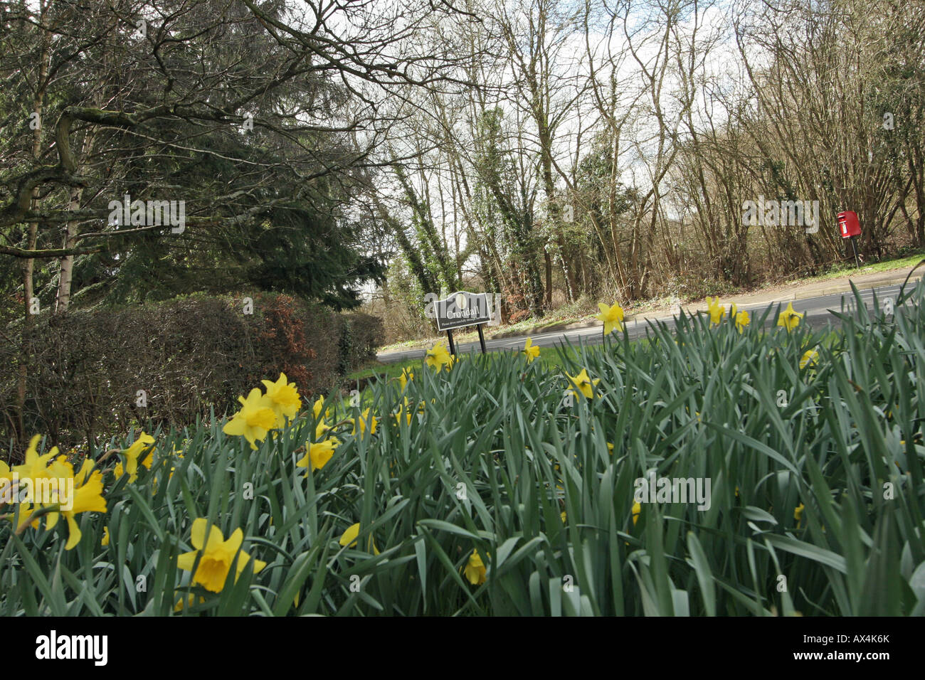 Crondall Village Sign Hampshire  With Spring Daffodils Stock Photo
