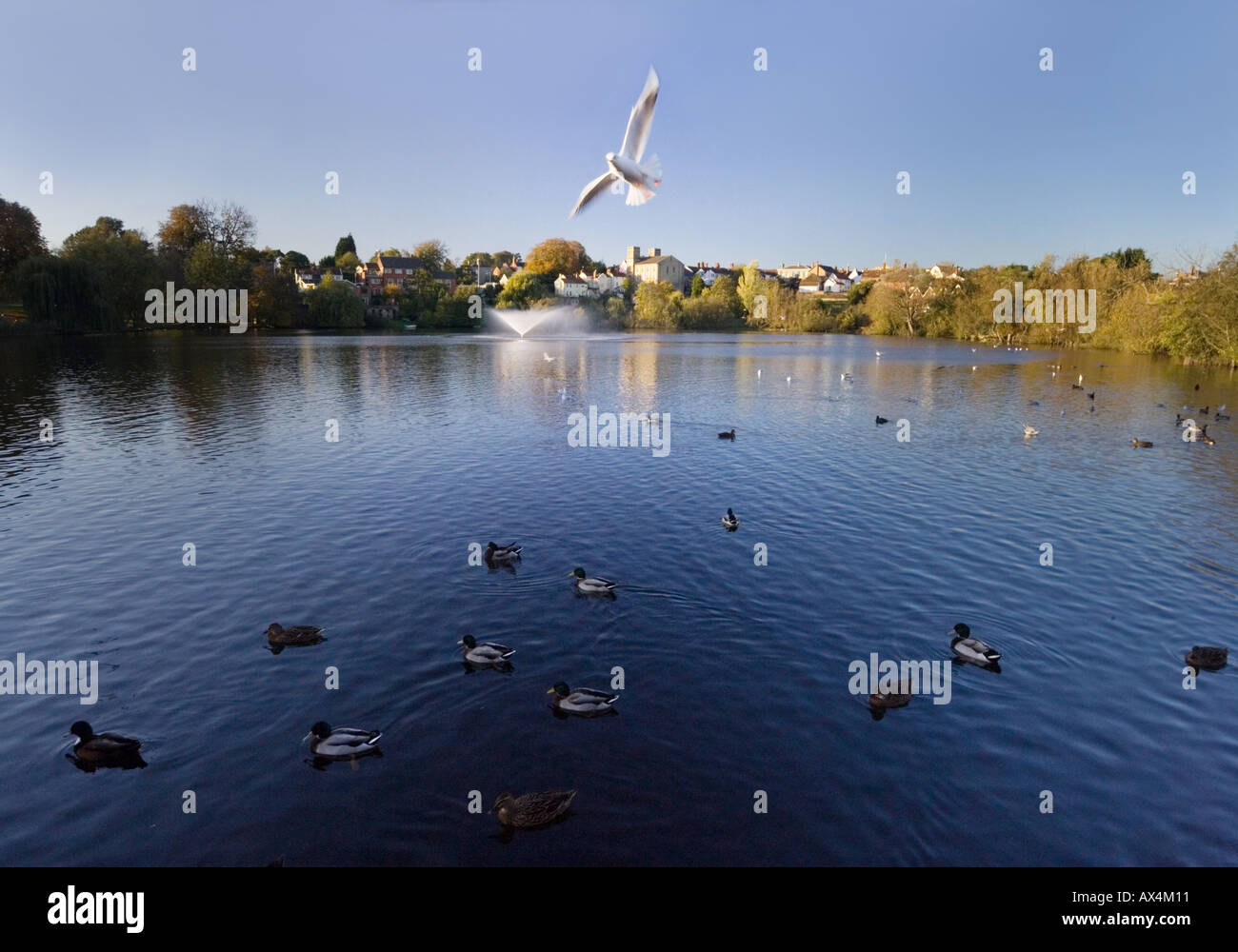Diss Mere during late afternoon Stock Photo