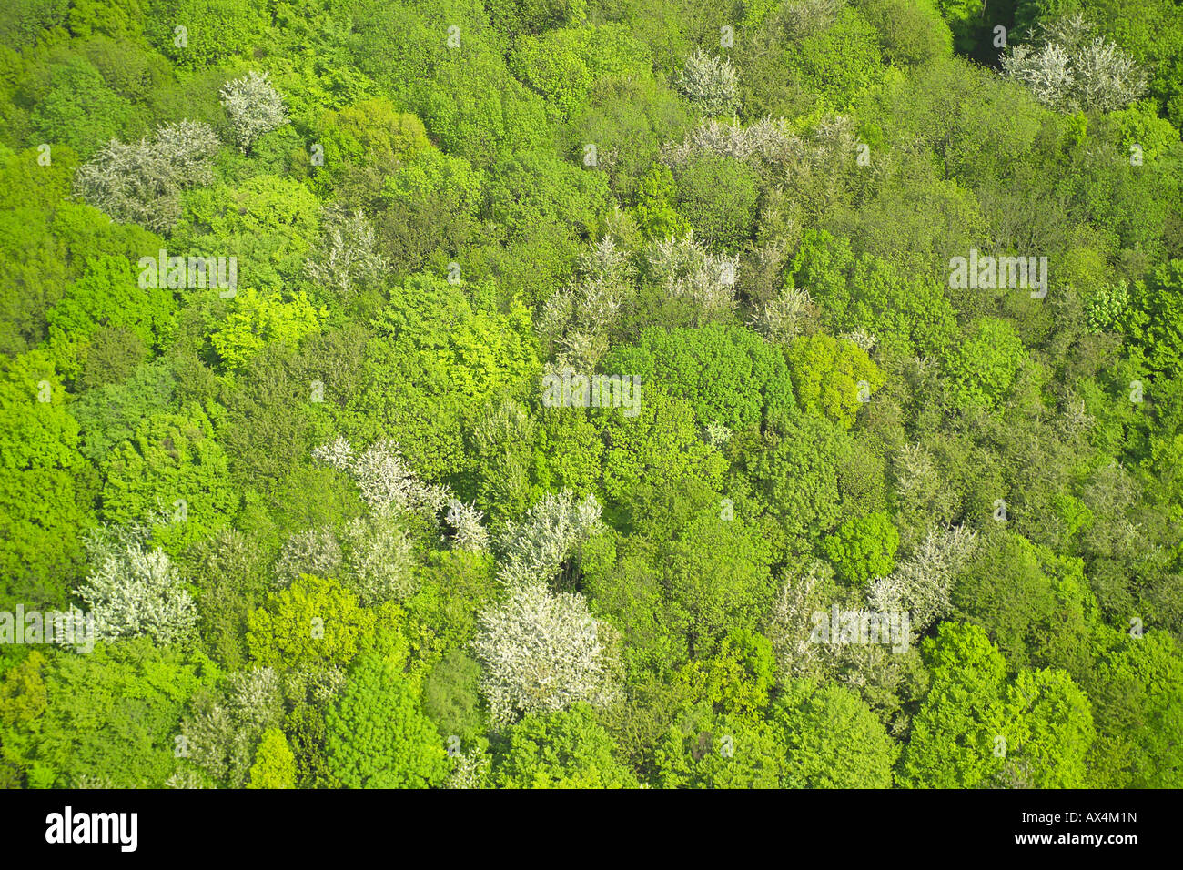 Aerial view of woodlands consisting of Deciduous Trees Stock Photo