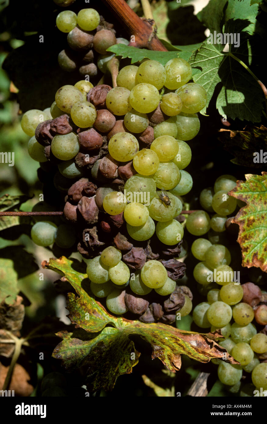 Grey mould Botrytis cinerea on wine grapes at harvest Stock Photo
