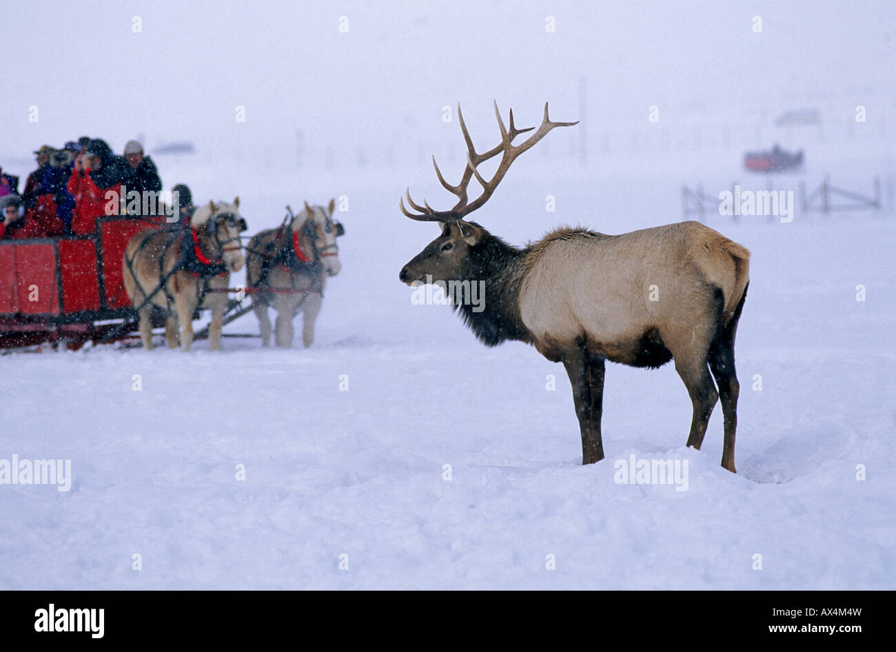 A bull elk watches visitors in a horse drawn sled or sleigh to the National Elk Refuge near Jackson Hole Wyoming Stock Photo