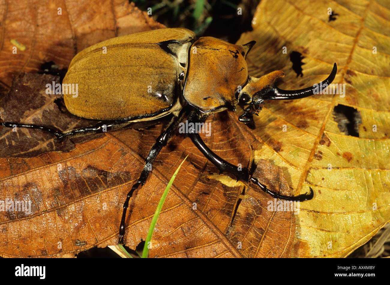 Elephant beetle Megasoma elephas Nicaragua Stock Photo Alamy