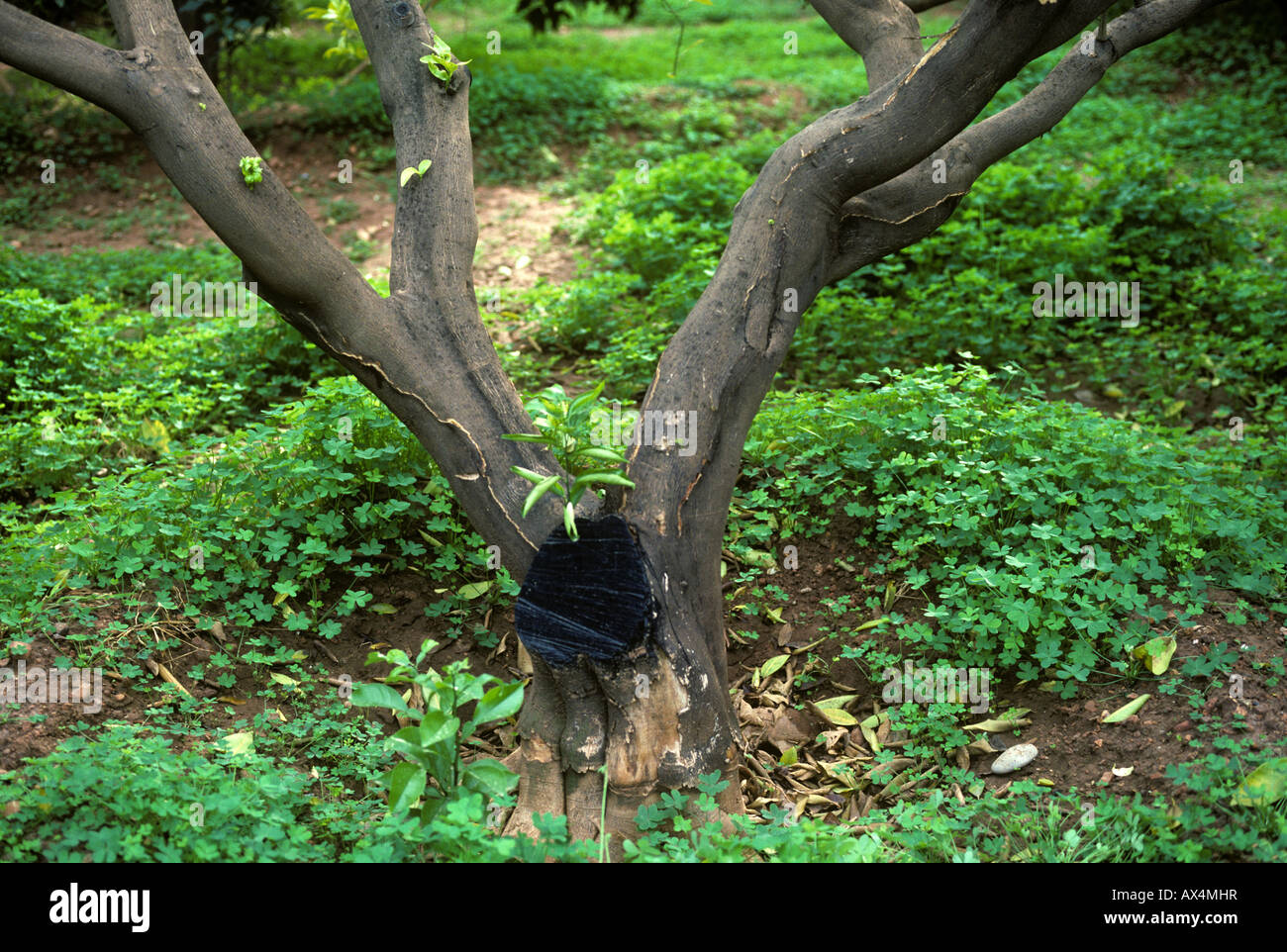 Root rot citrus hires stock photography and images Alamy