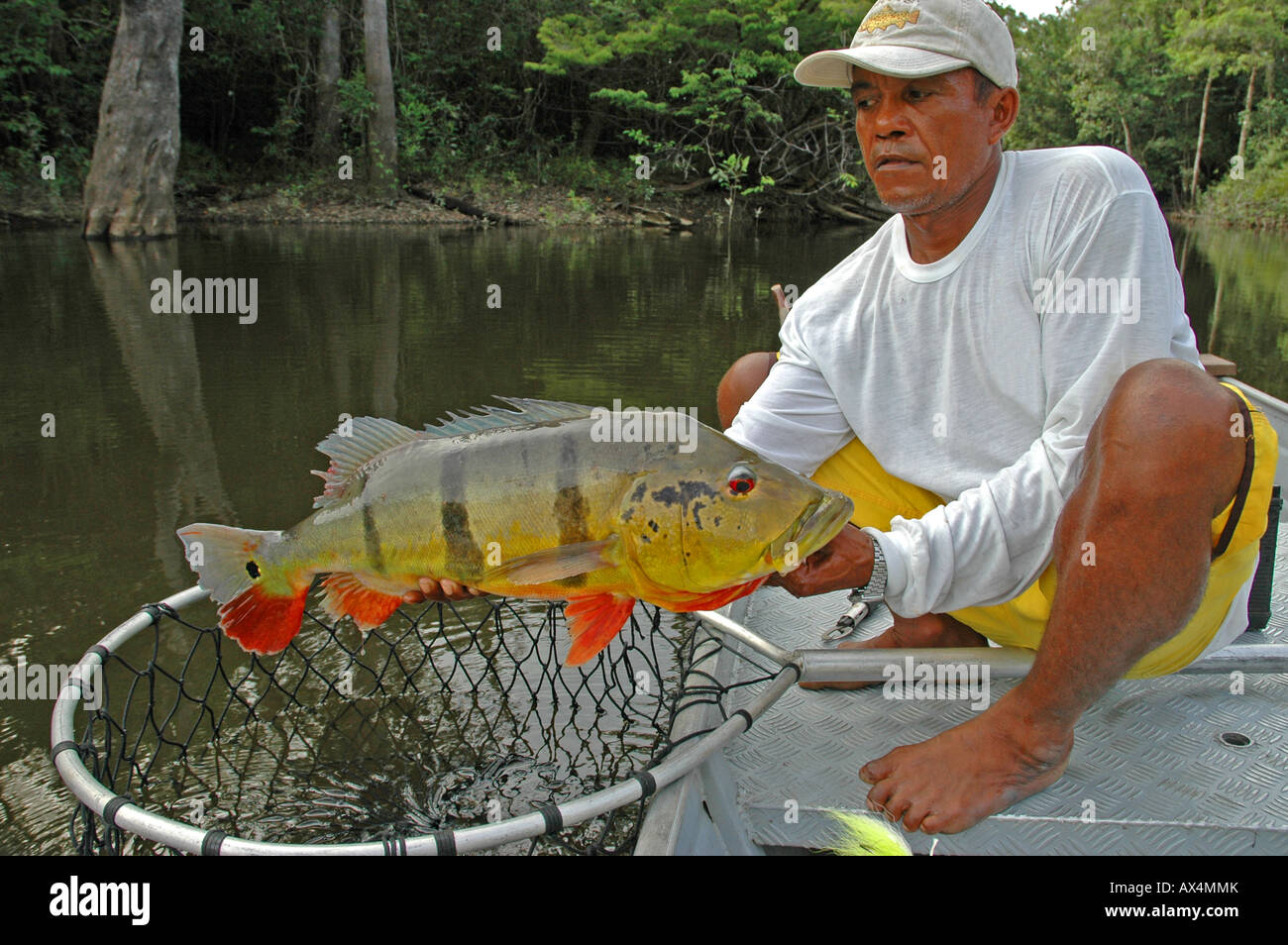 Amazon River fishing guide admires and then releases giant, 18-pound 3-bar  peacock bass in South America Stock Photo - Alamy