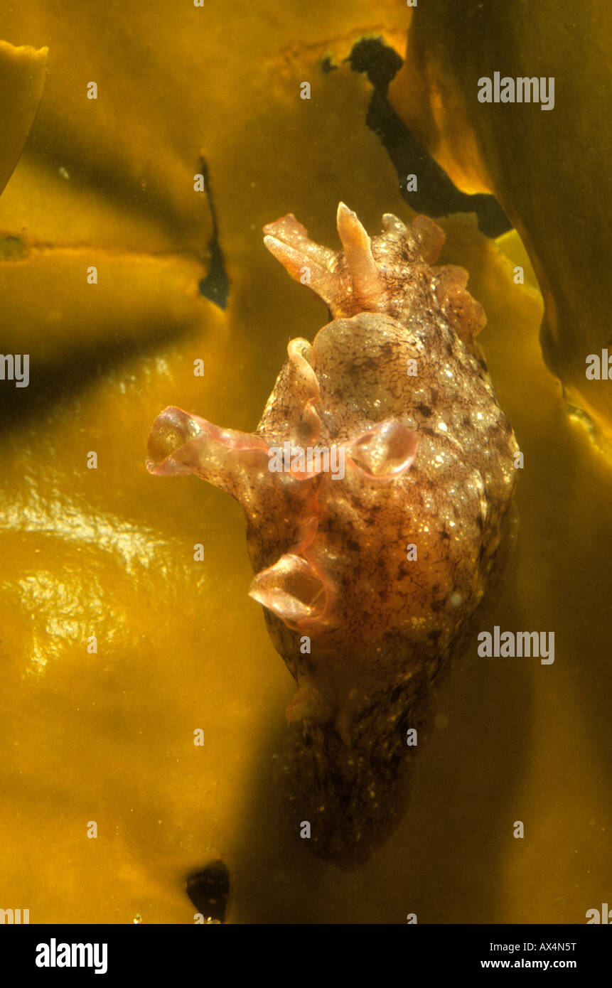 Sea hare Aplysia depilans on a brown algae Mirleft Morocco Stock Photo