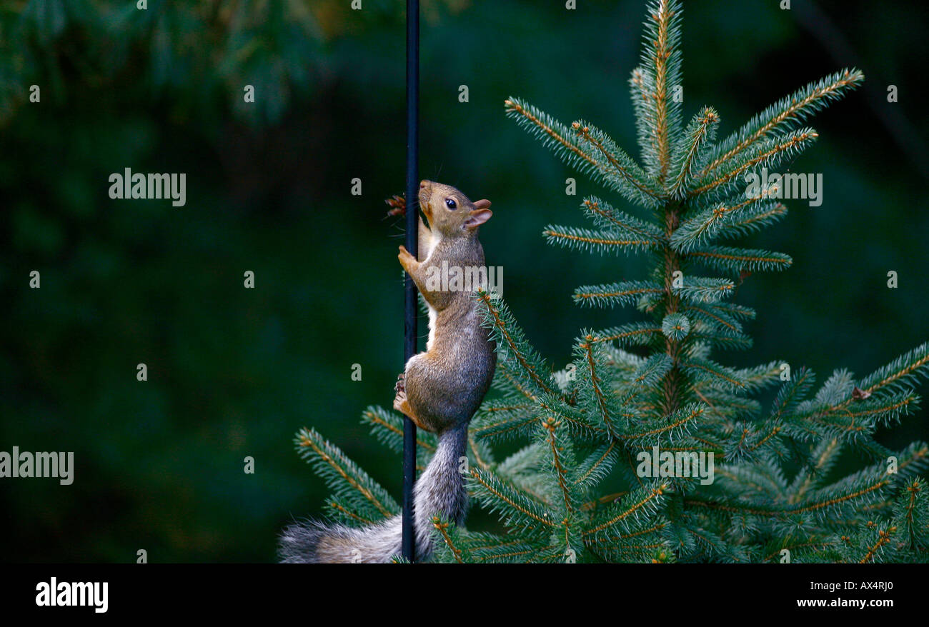 Climbing Squirrel #2 Stock Photo - Alamy
