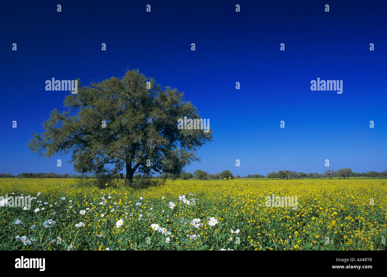 Live Oak tree and wildflower field Lake Corpus Christi Texas USA Stock