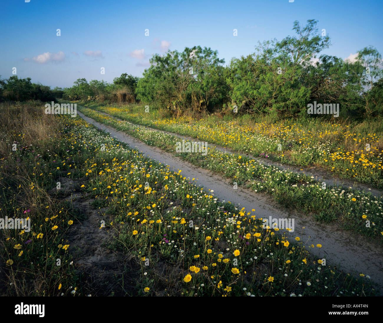 Farm road with wildflowers Raymondville Rio Grande Valley Texas USA Stock Photo