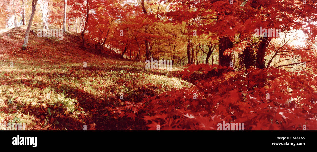 Autumn in denmark hi-res stock photography and images - Alamy