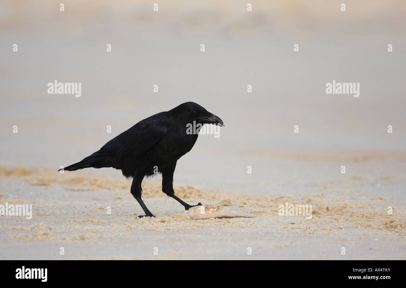 Little crow, corvus Stock Photo Alamy