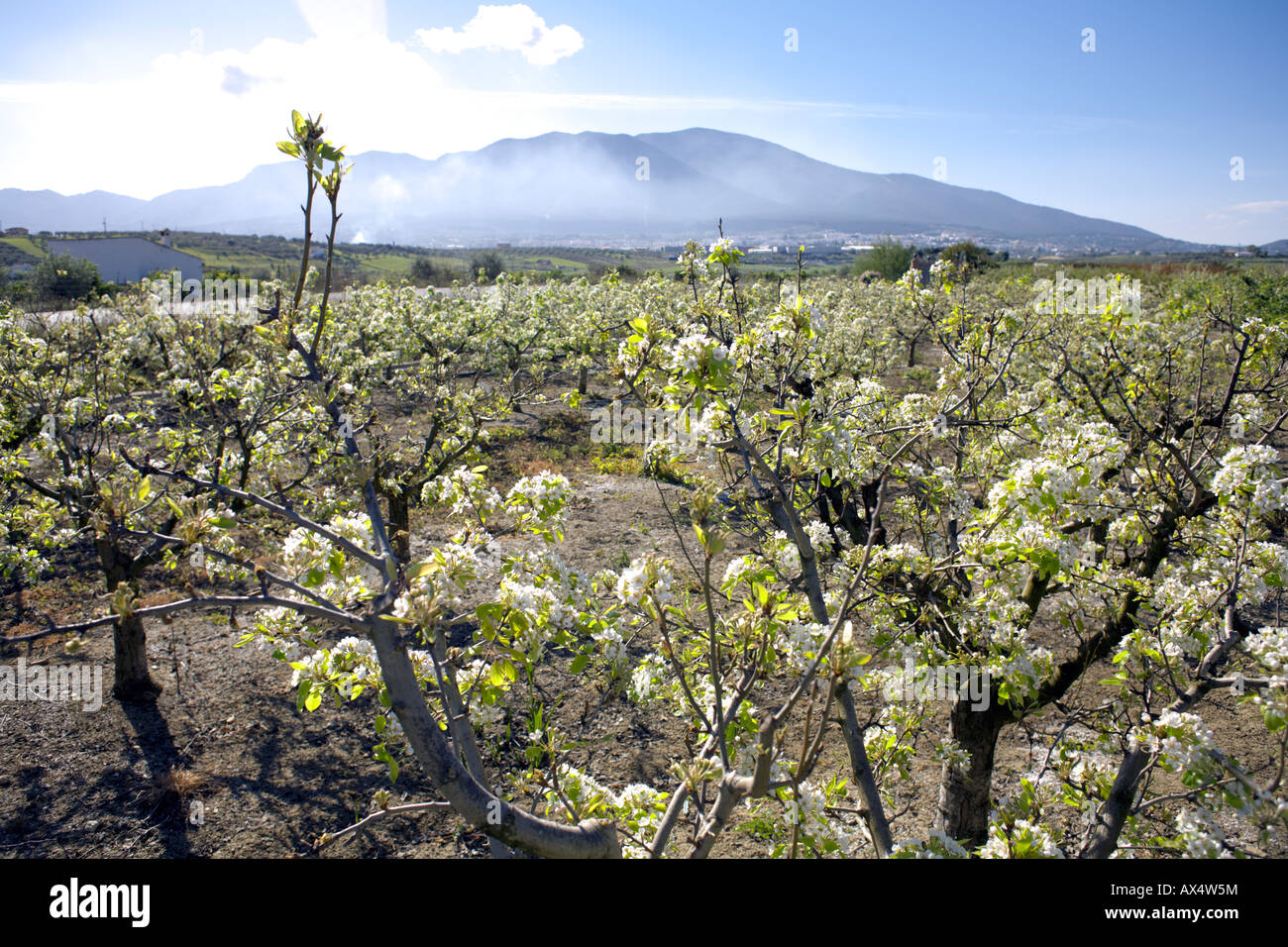 Cultivated European pear ( Pyrus communis ) in blossom, Alhaurin El Grande, Malaga Province, Andalucia, Spain Stock Photo